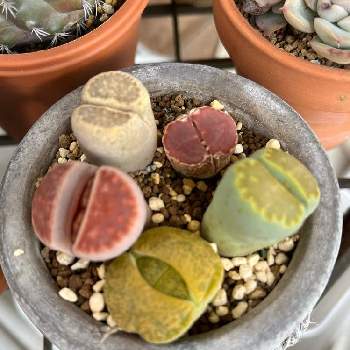 紫福来玉の投稿画像一覧 Greensnap グリーンスナップ