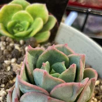 緑牡丹の投稿画像一覧 Greensnap グリーンスナップ 緑牡丹の投稿画像一覧 Greensnap グリーンスナップ