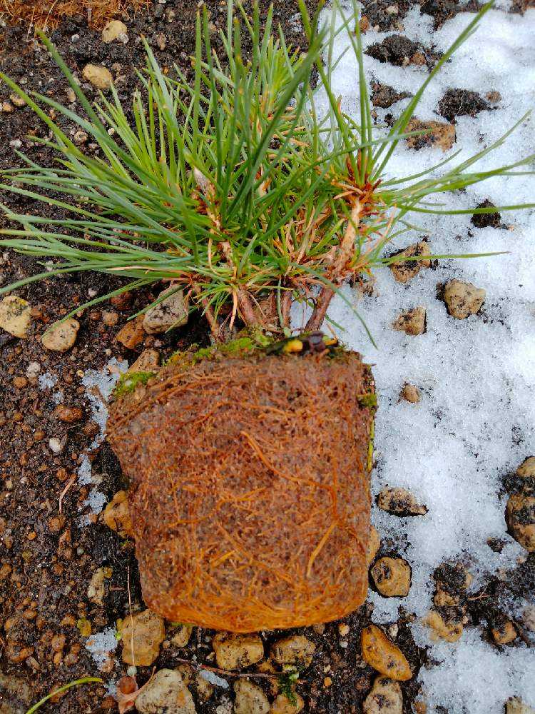 黒松盆栽｜🍀GreenSnap（グリーンスナップ）