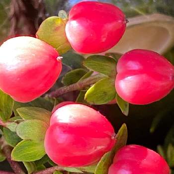 ヒペリカム赤の投稿画像一覧 Greensnap グリーンスナップ