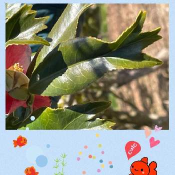 変わり葉の画像 by ｱﾐᵕ̈ﾌﾙﾙꔛ‬ꕤさん | お出かけ先と可愛い葉っぱと椿 ツバキと変わり葉と金魚葉椿の葉