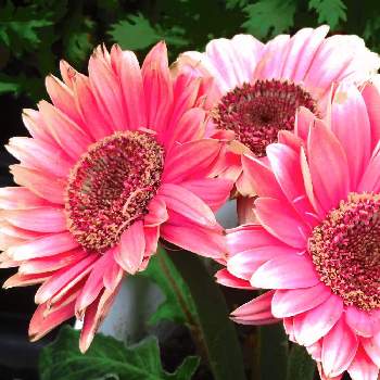 可愛いガーベラ の投稿画像一覧 Greensnap グリーンスナップ