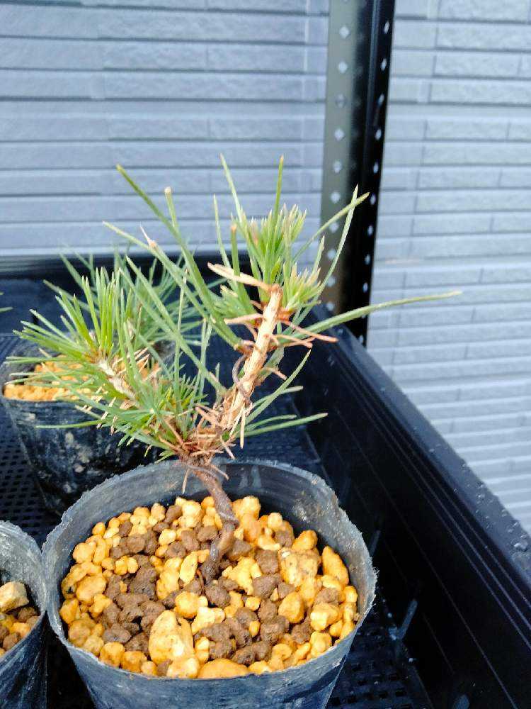 黒松盆栽｜🍀GreenSnap（グリーンスナップ）