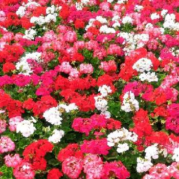 素敵な花壇の投稿画像一覧 Greensnap グリーンスナップ