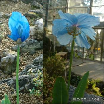 ヒマラヤの青いケシの投稿画像一覧 Greensnap グリーンスナップ