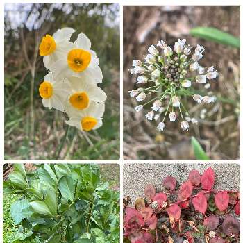 そら豆の投稿画像一覧 Greensnap グリーンスナップ