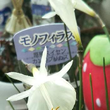 ヒガンバナ科スイセン属の画像 by sumiko87さん | 玄関とモノフィラスと寒さに負けないとポット苗とヒガンバナ科スイセン属と皆様に感謝と花のある暮らしと純白の花