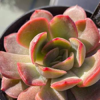 ❣️本日目玉レア苗新品種❣️ 多肉植物 *チャイ* ❣️本日目玉レア苗新品種❣️ 多肉植物 *チャイ*