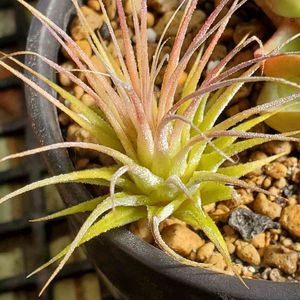 チランジア　イオナンタ,今日の花,100均観葉植物,植物のある暮らし,100均エアープランツの画像