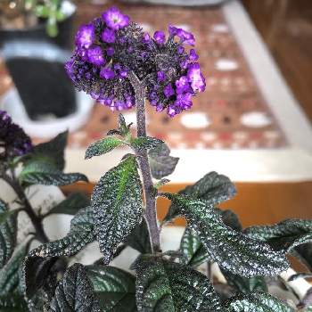 ヘリオトロープ Greensnap グリーンスナップ