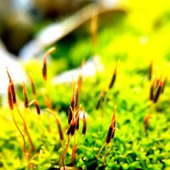 コケ植物の画像 by ケサランパサランさん | 小さな庭とツチノウエノコゴケ？と苔(コケ)とにわとコケ植物とみんなのコケ図鑑とアップ写真とマクロ撮影
