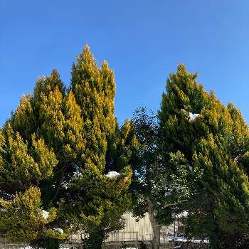 コニファー ゴールドクレストの画像 by ルパンさん | 広い庭とコニファー ゴールドクレストとお庭改造と冬の庭と雪の朝と雪の庭と気持ちの良い日と大きくなりすぎて!