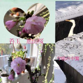 苔（苔玉）,旭山桜,開花♪,ピンクの花,癒しの画像