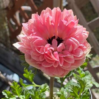kawaiiの画像 by レベックさん | 小さな庭とアネモネ 八重と緑のある暮らしとピンクと綺麗とkawaiiとガーデニングと花のある暮らし