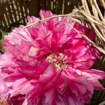 牡丹 花王 かおう の投稿画像一覧 Greensnap グリーンスナップ