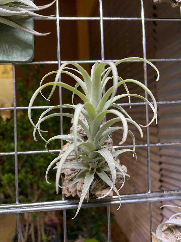 ナナの成長記録｜🍀GreenSnap（グリーンスナップ）