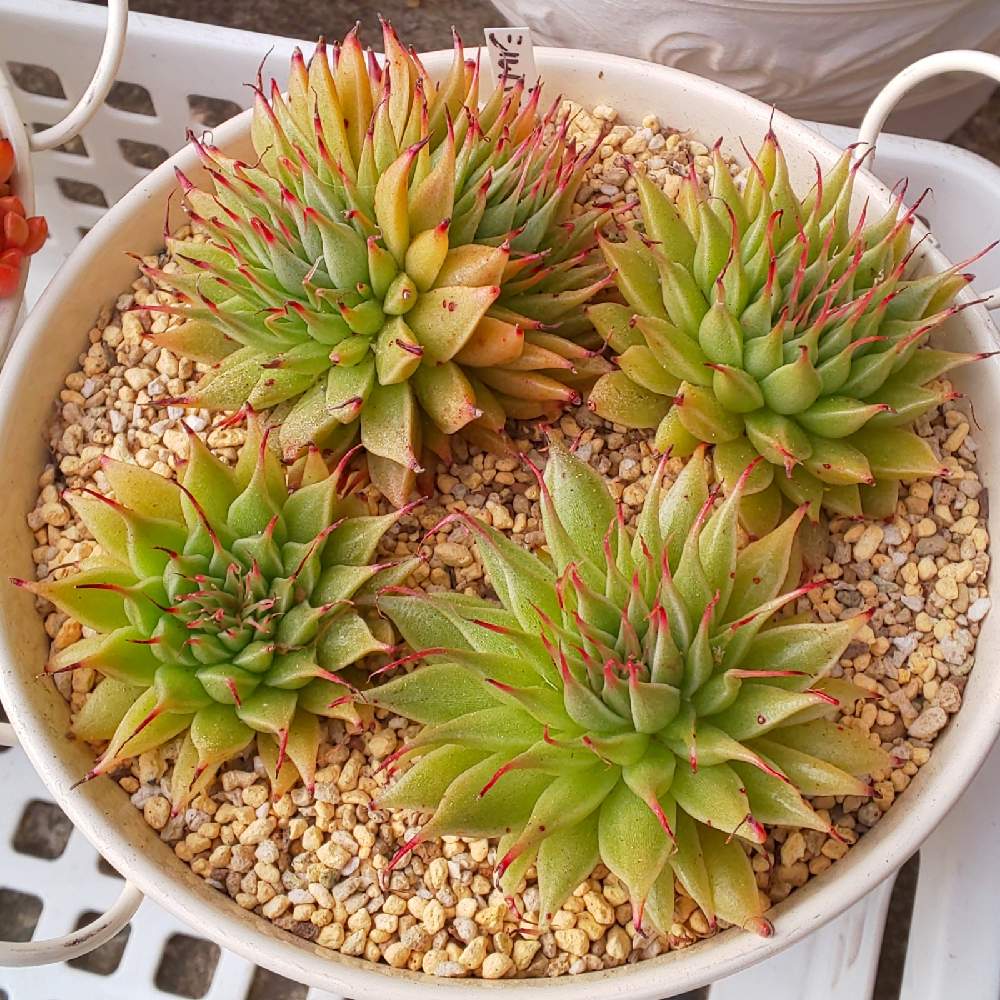 231 シルバースターの生長記録 22 02 07更 Greensnap グリーンスナップ