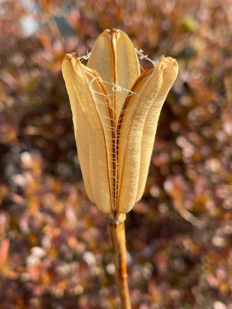 タカサゴユリの花殻も面白いなぁ❣️花名の由来は❓｜🍀GreenSnap（グリーンスナップ）