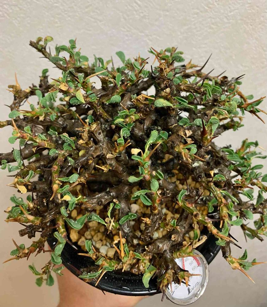 モンソニア・バンデリエティアエの発根管理に挑戦！｜?GreenSnap 