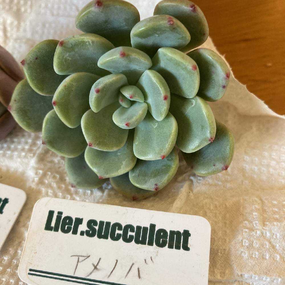 リエール(Lier.succulent)カレンダーセット📆2022多肉のご紹介