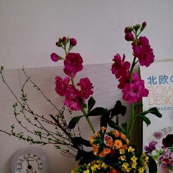 ゆきやなぎの花の画像 by mareaさん | 窓辺とベゴニア☆とストック♡とゆきやなぎの花