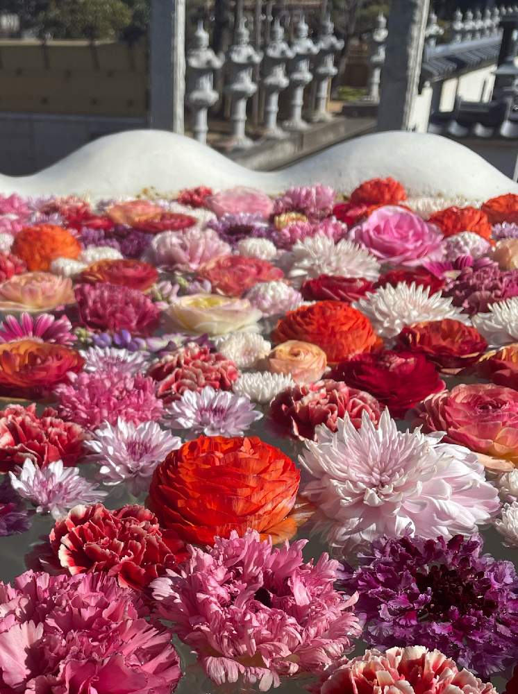 川越の投稿画像 By Kaeっちさん 花手水と川越市最明寺と最明寺とお出かけ先と川越と花手水と川越市最明寺と最明寺 22月2月7日 Greensnap グリーンスナップ Greensnap グリーンスナップ 川越の投稿画像 By Kaeっちさん 花手水と川越市最明寺と最明寺とお出かけ先と川越と花手水と川越市最明寺と最明寺 22月2月7日 Greensnap グリーンスナップ Greensnap グリーンスナップ