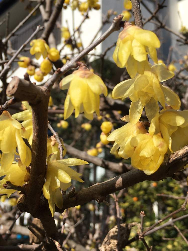 お出かけ先の投稿画像 By どんぐりさん 黄色い花とロウバイの花 とお出掛け先と黄色い花とロウバイの花 とお出掛け先 22月2月8日 Greensnap グリーンスナップ Greensnap グリーンスナップ