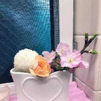 スプレーカーネーション♪の画像 by omiomiさん | キッチンと花のある暮らしと 河津桜とスプレーカーネーション♪とピンポンマム＊