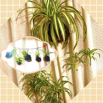 オリヅルランの子株の投稿画像一覧 Greensnap グリーンスナップ