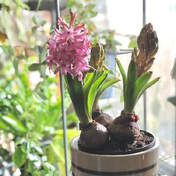 ヒヤシンス ピンクパールの投稿画像一覧 Greensnap グリーンスナップ