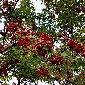 セイヨウナナカマドの投稿画像一覧 Greensnap グリーンスナップ