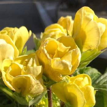 バラ咲ジュリアン マスカットのジュレの画像 by あきらさん | 小さな庭とバラ咲ジュリアン マスカットのジュレと鉢植えと黄色の花と早春と春の庭