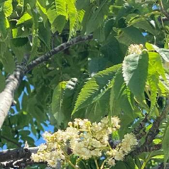 街路樹の花の投稿画像一覧 Greensnap グリーンスナップ