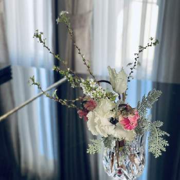 シルバーレース♡の画像 by akarinさん | 部屋とシクラメン♡と庭の花を飾るとシルバーレース♡と 雪柳