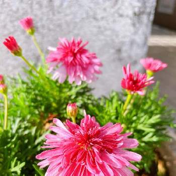 今日は晴れ☀︎*.｡の画像 by Senlenaさん | 小さな庭とマーガレットと今日は晴れ☀︎*.｡と美しいと癒されると爽やかと花のある暮らしと楽しい！と綺麗だなぁ