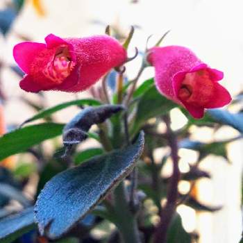 シーマニアの投稿画像一覧 Greensnap グリーンスナップ