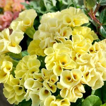 花もちが良いの投稿画像一覧 Greensnap グリーンスナップ