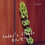 モルセラ の一覧 Greensnap グリーンスナップ