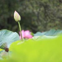 蓮 ハス の育て方 花の季節は短いの 種まきでも栽培できる Greensnap グリーンスナップ