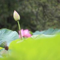 蓮 ハス の育て方 花の季節は短いの 種まきでも栽培できる Greensnap グリーンスナップ 蓮 ハス の育て方 花の季節は短いの 種まきでも栽培できる Greensnap グリーンスナップ