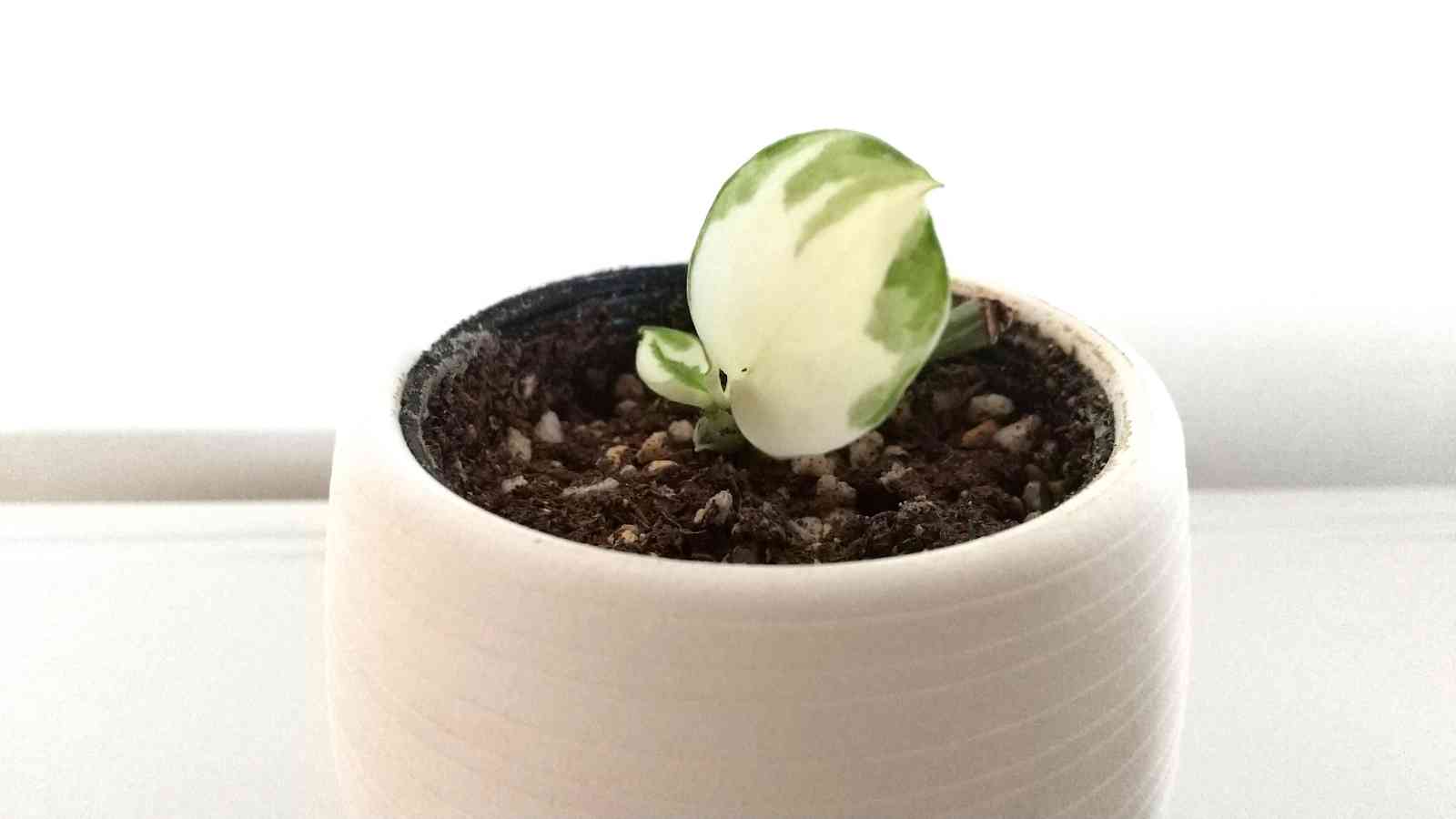 根だけからのポトスエンジョイ復活記録｜🍀GreenSnap（グリーンスナップ）