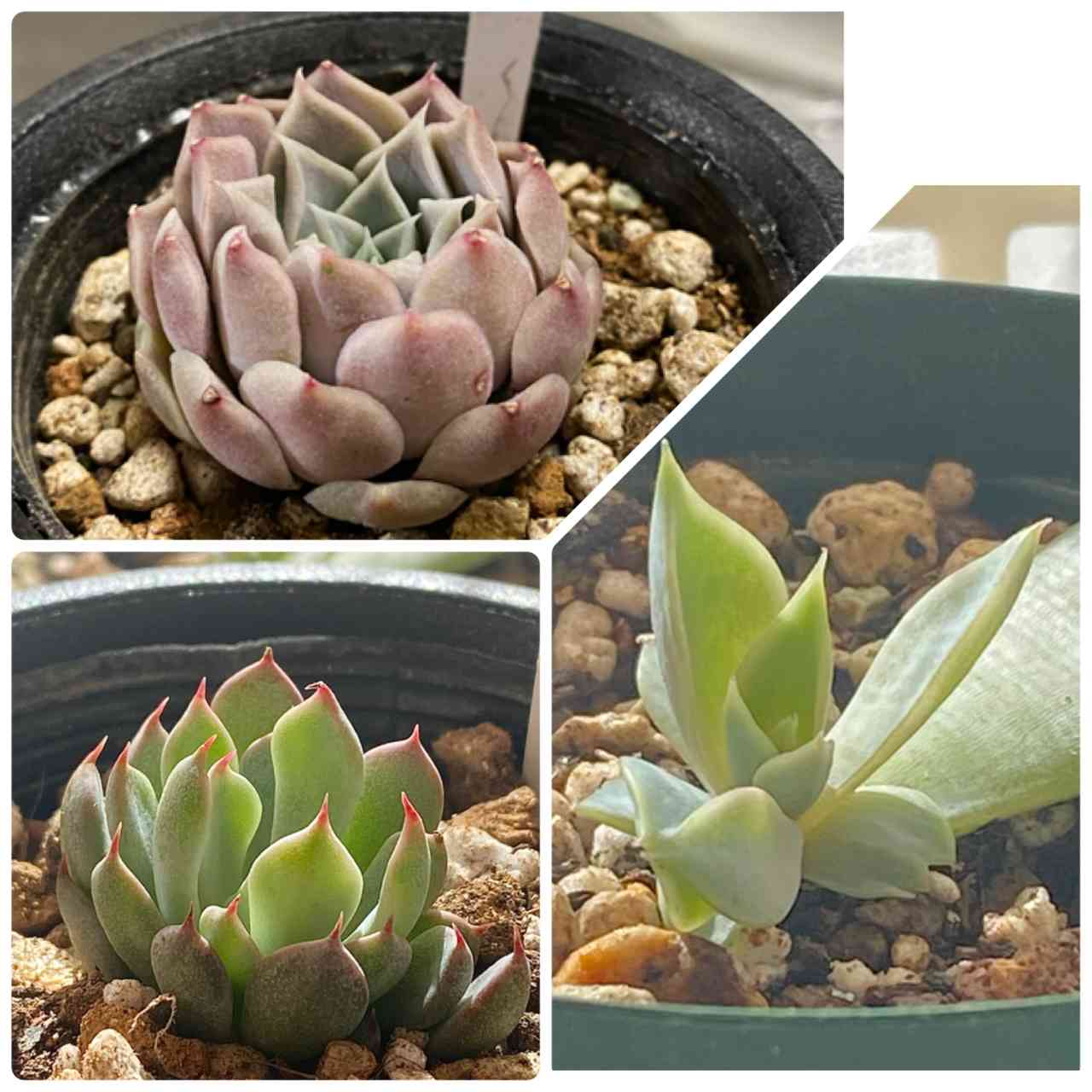 ザラゴーサ sp ノバの一覧｜🍀GreenSnap（グリーンスナップ）