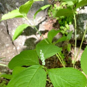 一人静の花の一覧 Greensnap グリーンスナップ