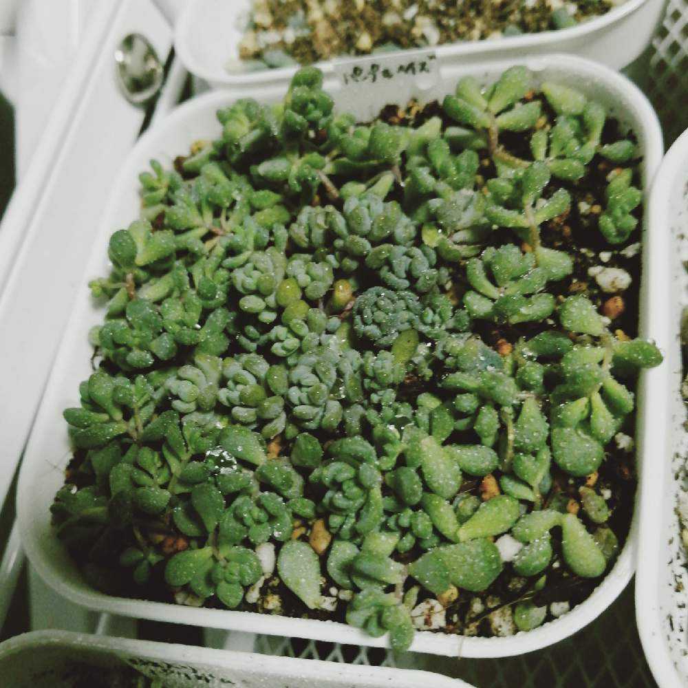 パープルヘイズをモリモリ増やしたい｜🍀GreenSnap（グリーンスナップ）