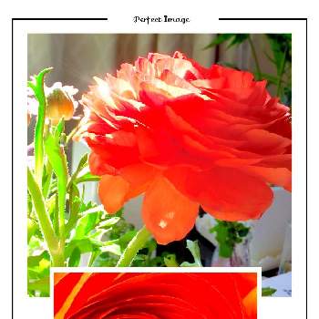 橙・だいだい・オレンジの画像 by coral pinkさん | 玄関とラナンキュラスといつもありがとう❣️とおうち園芸❀と橙・だいだい・オレンジと可愛い❤とチームチーバくんとビタミンカラー♡とみんな大好き♡とやっとお迎え(*´ω`*)と初挑戦✨と花びらいっぱい