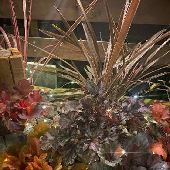 コルディリネ レッドスターの投稿画像一覧 Greensnap グリーンスナップ