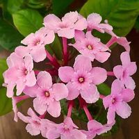 ルクリアの育て方 植え付けや植え替え 挿し木の時期や方法は Greensnap グリーンスナップ