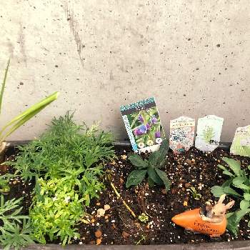 (トリテレイア)ブローディアの画像 by sさん | 小さな庭とブローディアとベロニカとイベリスとデルフィニウムとエキウムとアガパンサスとオンファロデスと植物のある暮らしと(トリテレイア)ブローディアとむらさきと花のある生活とナチュラルガーデンとおうち園芸と植中毒と デルフィニウムとナチュラルスタイルと花のある暮らしと青い花マニアとベロニカ シャーロッテ！とオンファロデス白と球根植物と花が好きと宿根・多年草とエキウム属