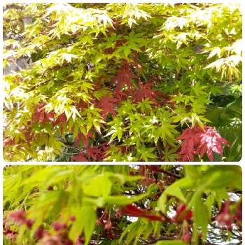 もみじの種 の投稿画像一覧 Greensnap グリーンスナップ もみじの種 の投稿画像一覧 Greensnap グリーンスナップ