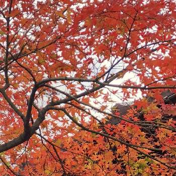 秋の風景の画像 by okapiさん | お出かけ先ともみじと紅葉とモミジと植物のある暮らしと植物男子と今日のお花と紅葉（こうよう）と秋の風景